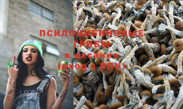 дмт Богданович